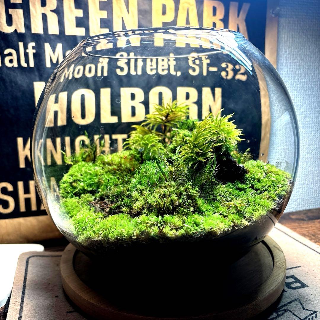 ❣️苔アート❣️溶岩石活着❣️苔リューム❣️一点物❣️完成品❣️送料込み❣️