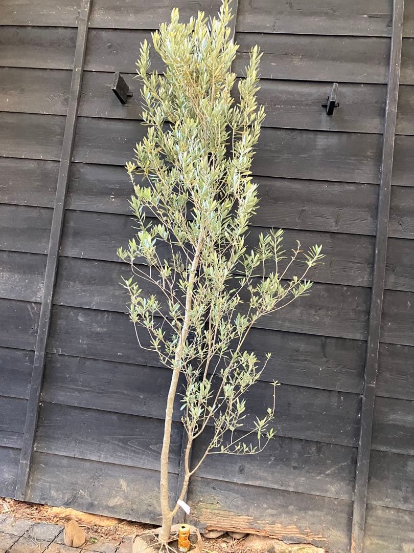 1 オリーブの木　シプレッシーノ