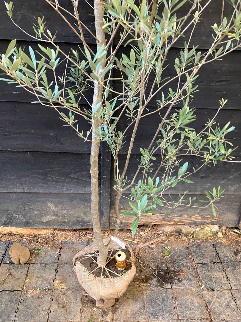 1 オリーブの木　シプレッシーノ