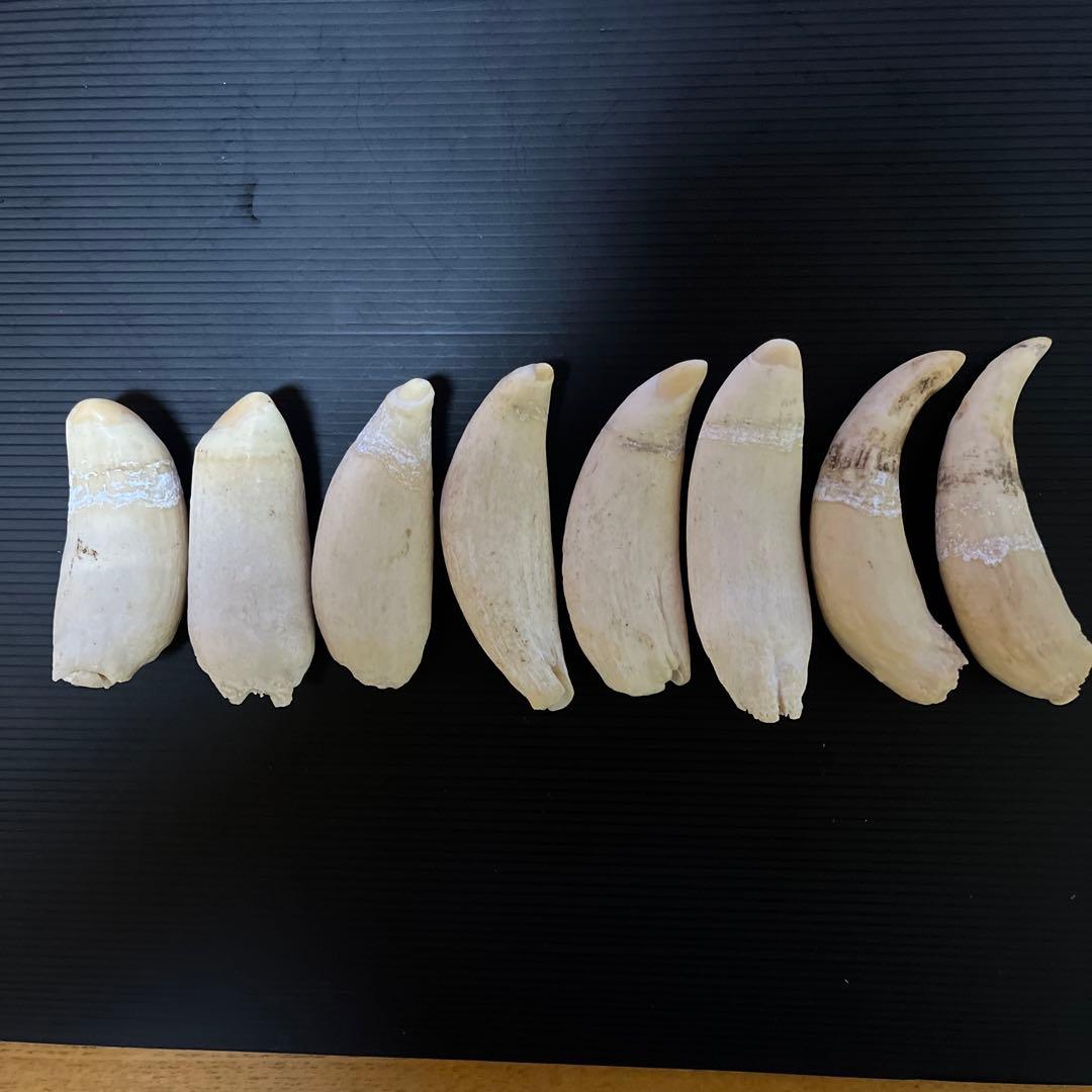 マッコウクジラ　雌歯