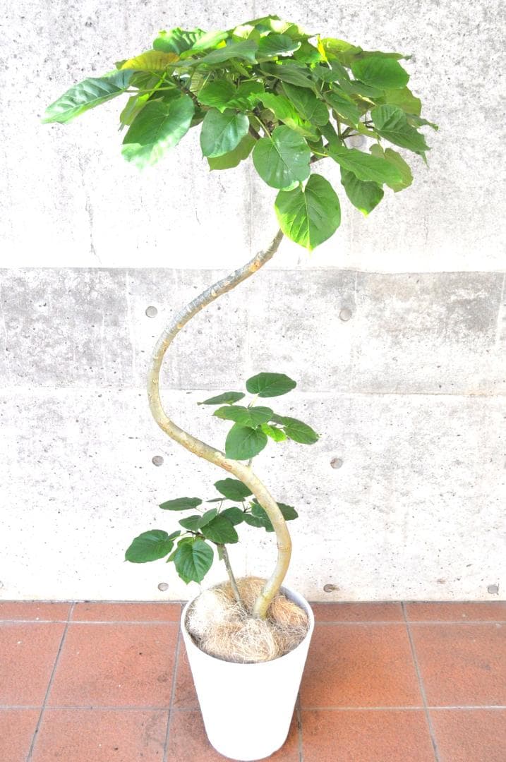 フィカス ウンベラータ 10号150cm S-shaped tree form
