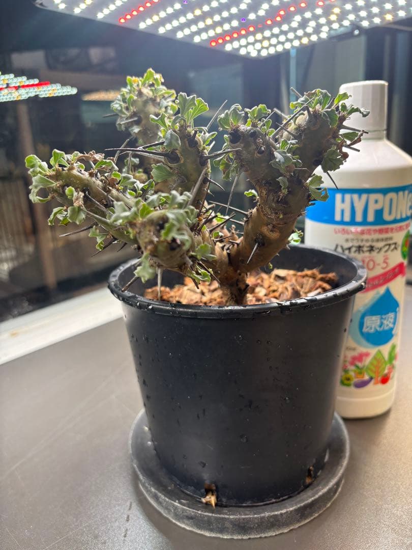 美形　特大　選抜　サルコカウロン　クラシカウレ　塊根　コーデックス