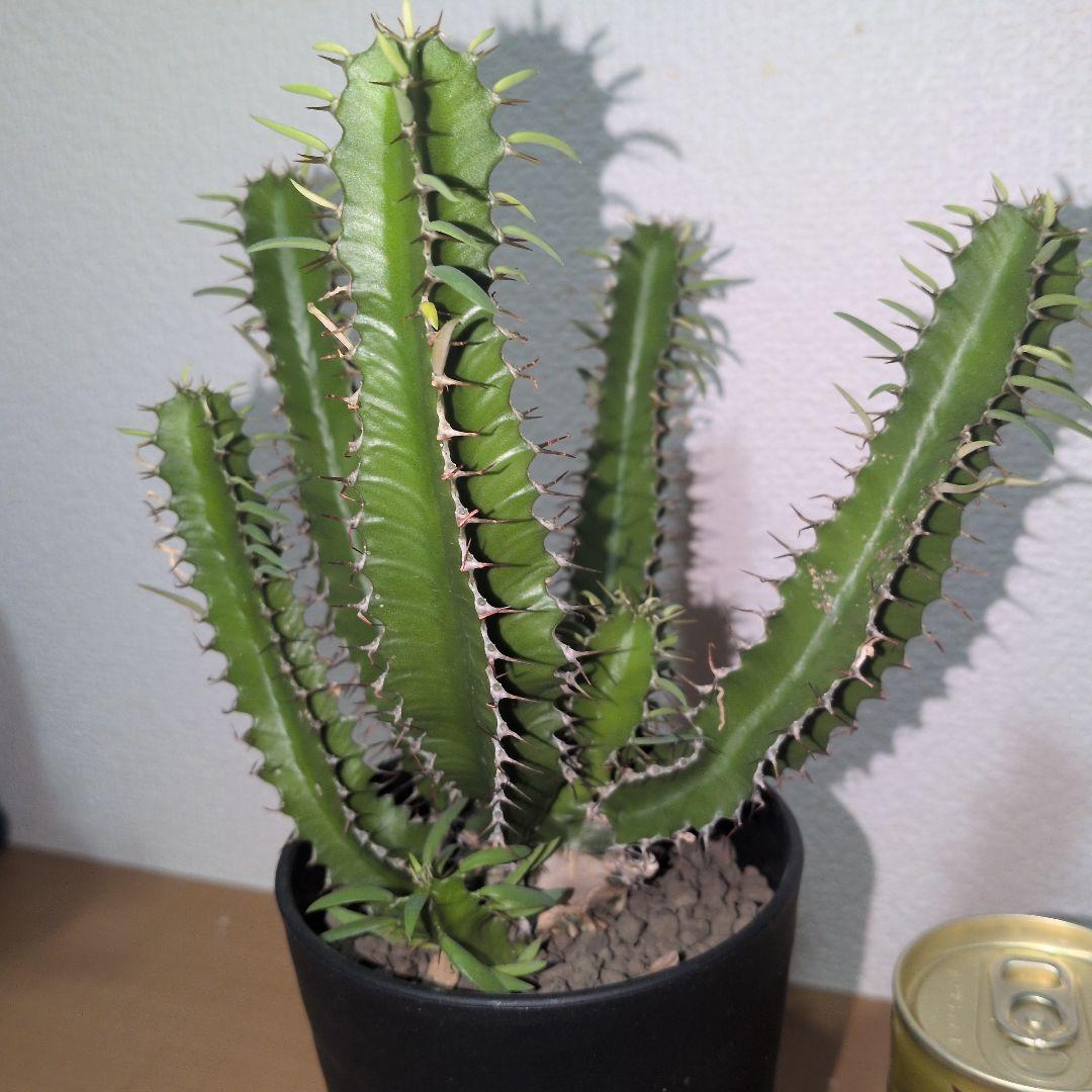 ユーフォルビア　ムランジーナ　大株 木質化　良型　（鉢付き)