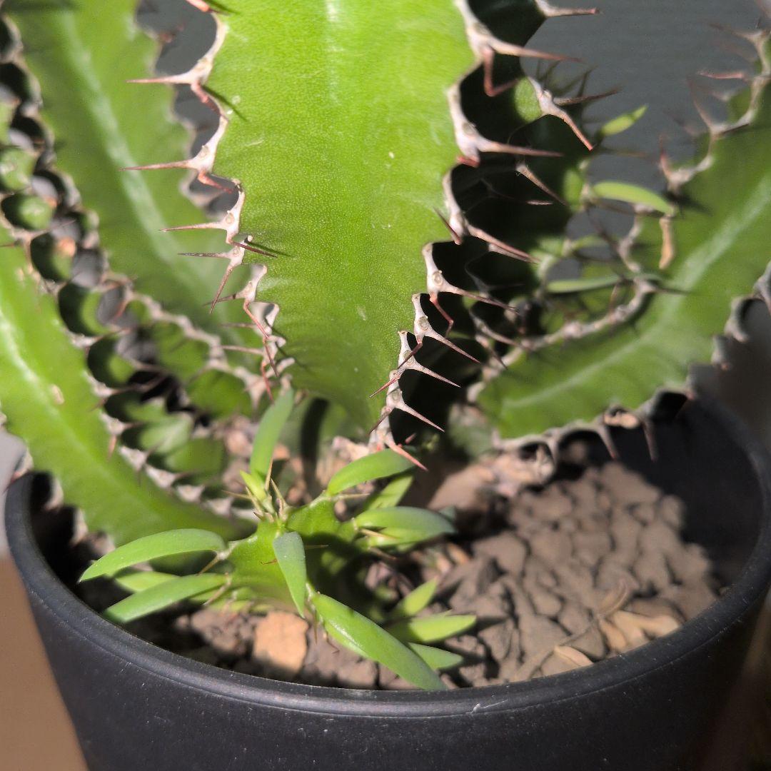 ユーフォルビア　ムランジーナ　大株 木質化　良型　（鉢付き)