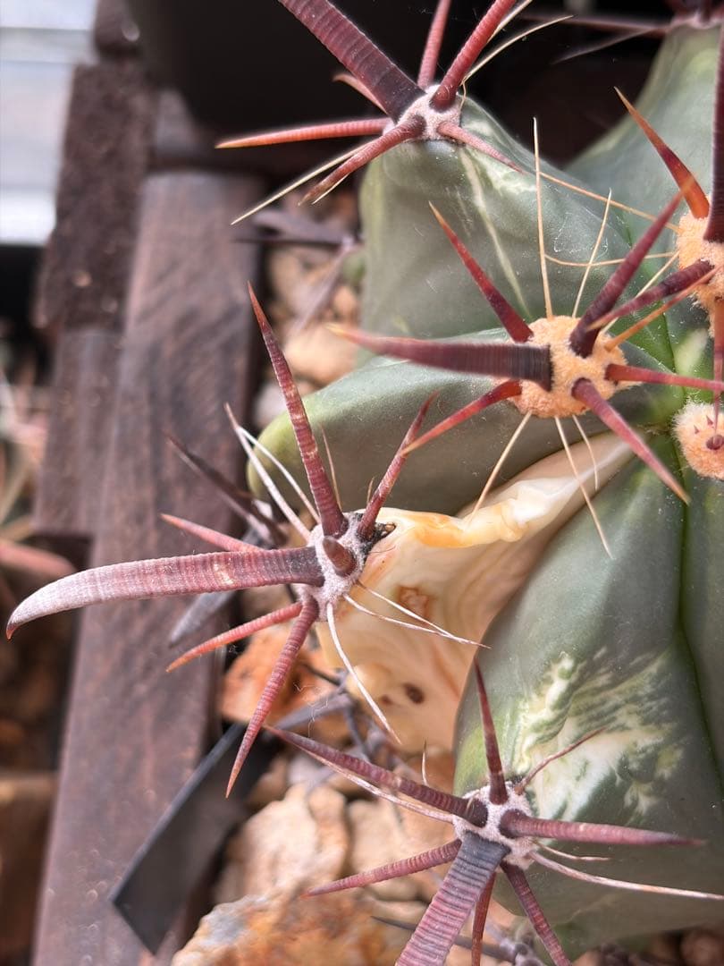 フェロカクタス刈穂玉錦　白斑入り◇アロエ多肉サボテン　ハオルチア　アガベ ユッカ