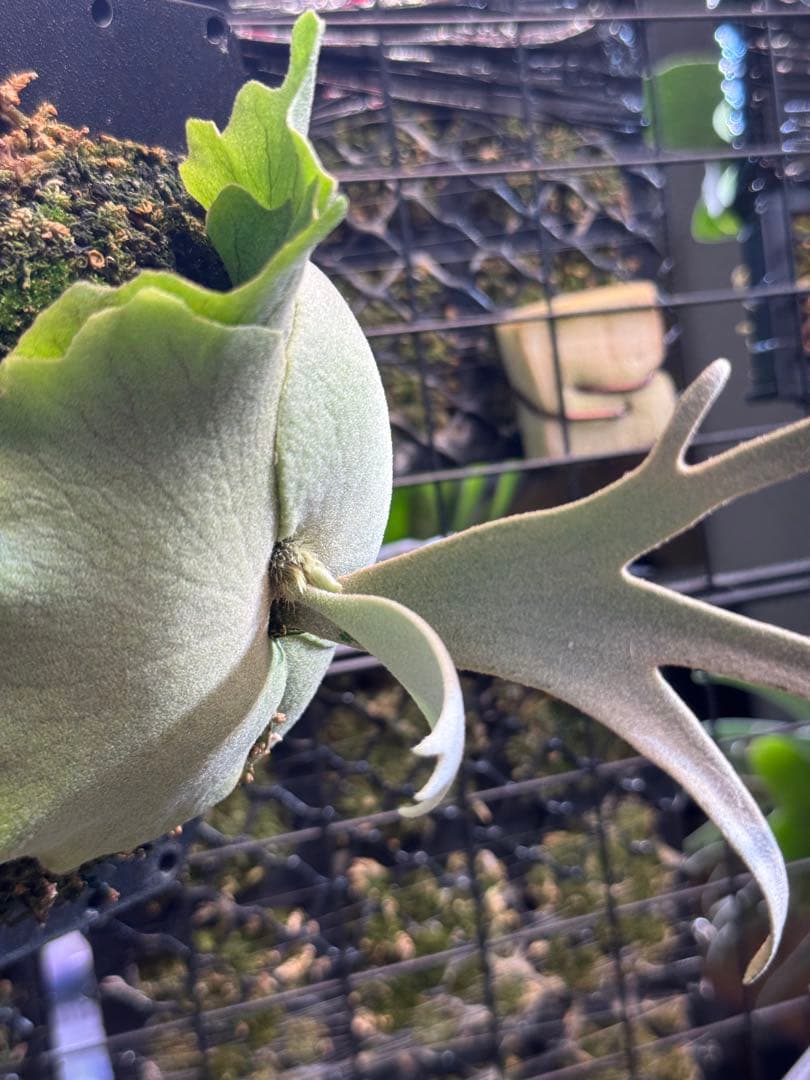 willinckii #1 mr.kai dwarf ビカクシダ　pup