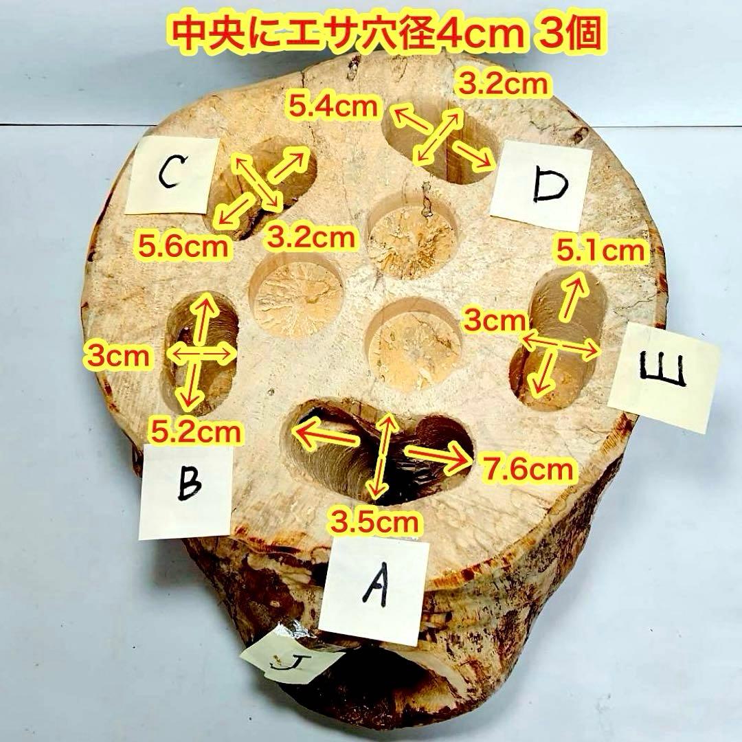 特大隠れ家　天然樹洞　登り木　クワリウム　クワガタ　止まり木　シェルター　エサ皿