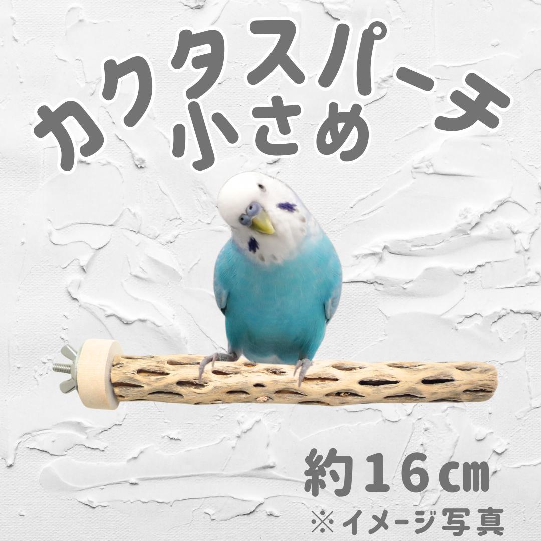 らいちょう　カクタスパーチ　3本セット