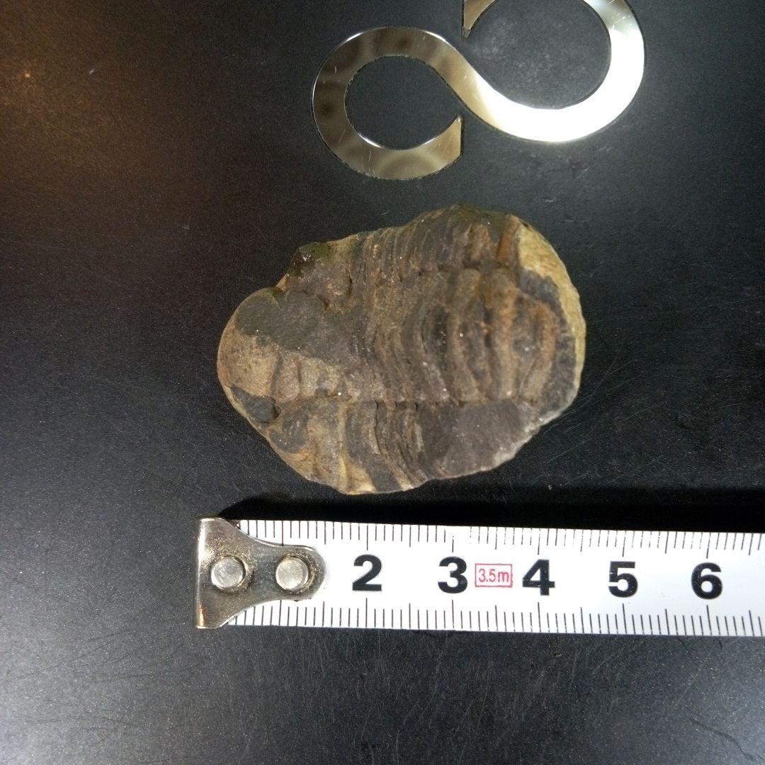三葉虫　化石　fossil　ボリビア産　trilobite　三葉虫判別⑧