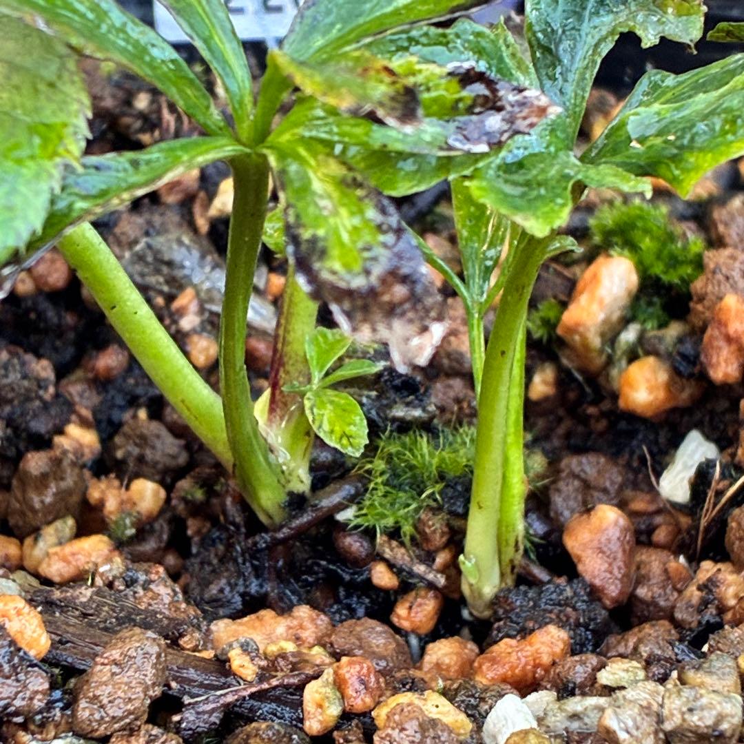 ま*️様 ☘️唯一無二☘️❤️根充実❤️新葉❤️3228⭐️まん丸⭐️大輪⭐️超