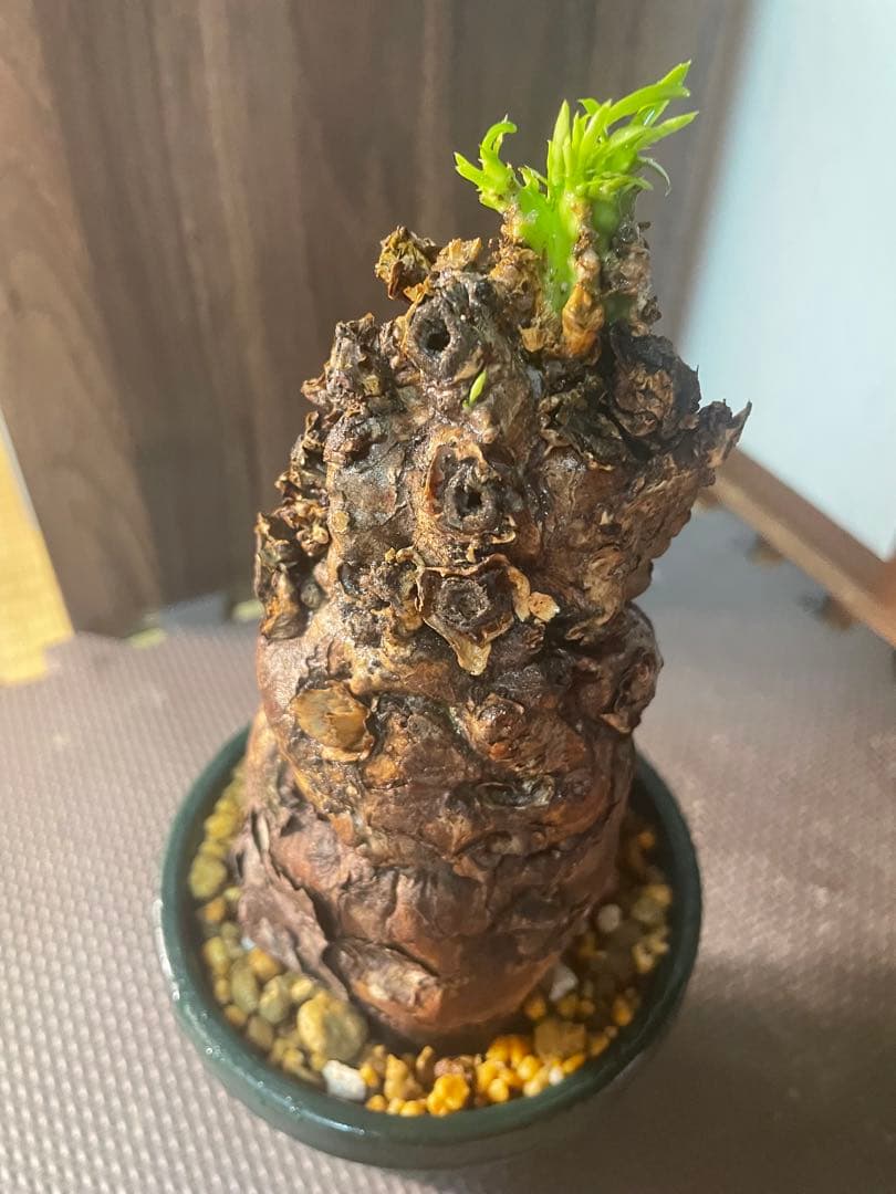 ※*t様 ユーフォルビアムランジーナ　現地株　発根済み