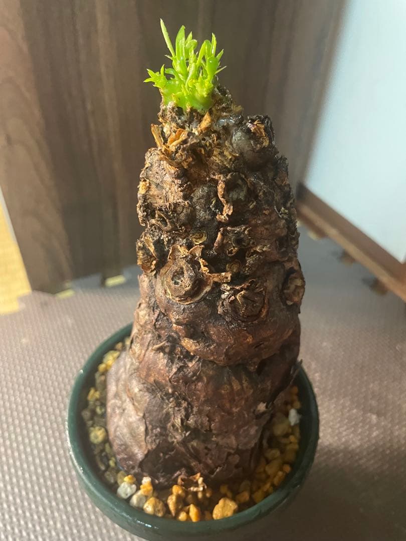 ※*t様 ユーフォルビアムランジーナ　現地株　発根済み