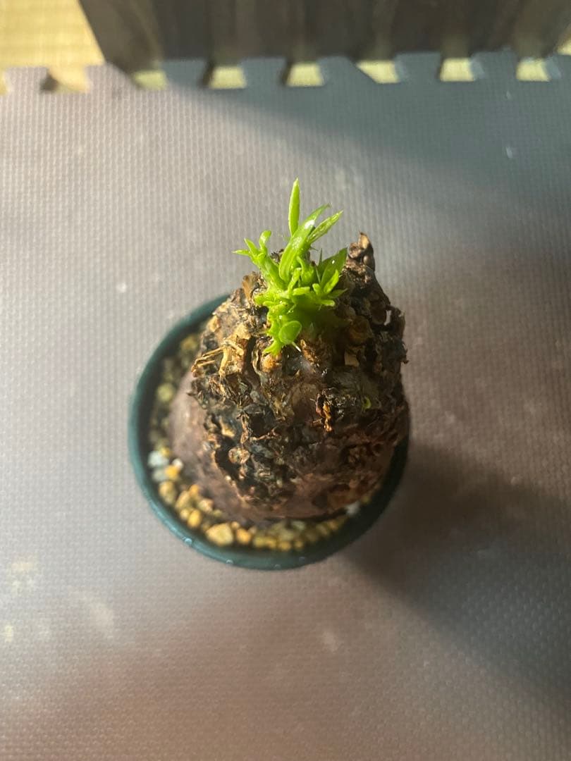 ※*t様 ユーフォルビアムランジーナ　現地株　発根済み