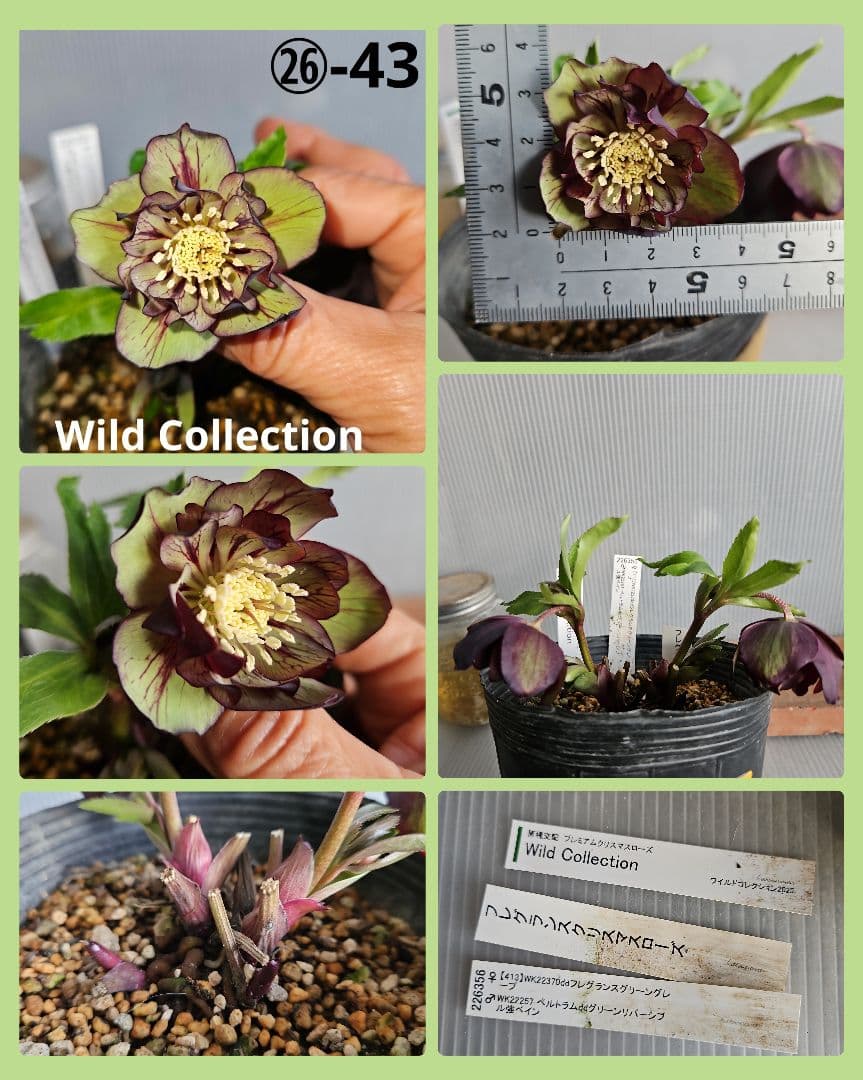 クマちゃん㉖-23㉖-43クリスマスローズ