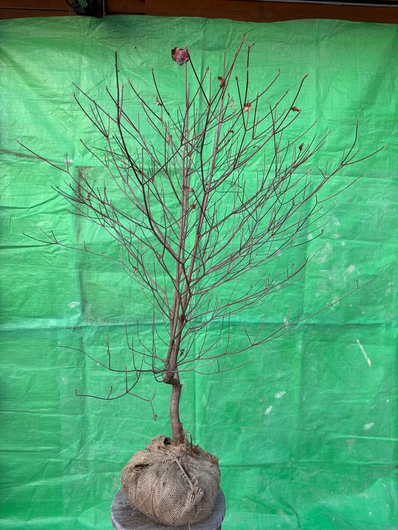 シロヤシオツツジ