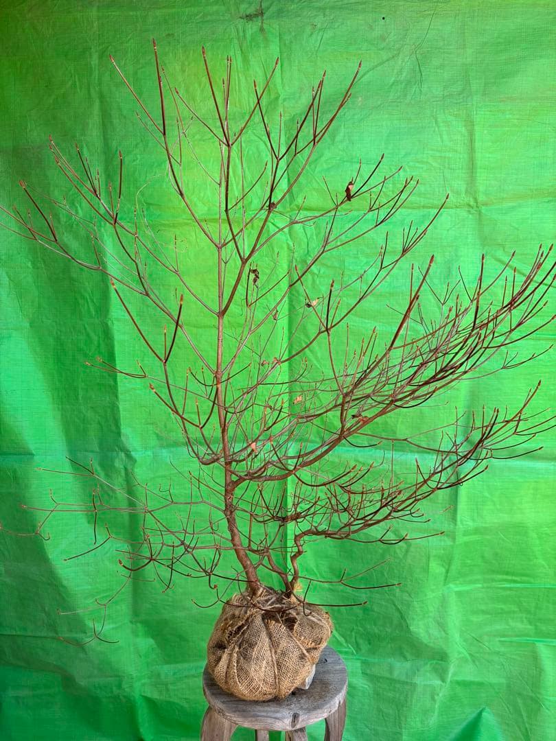 シロヤシオツツジ