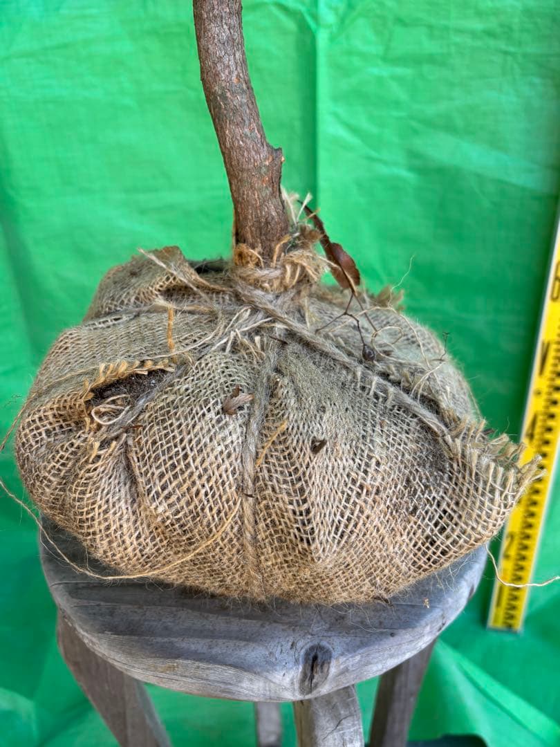 シロヤシオツツジ