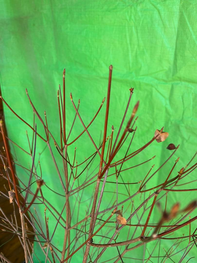 シロヤシオツツジ