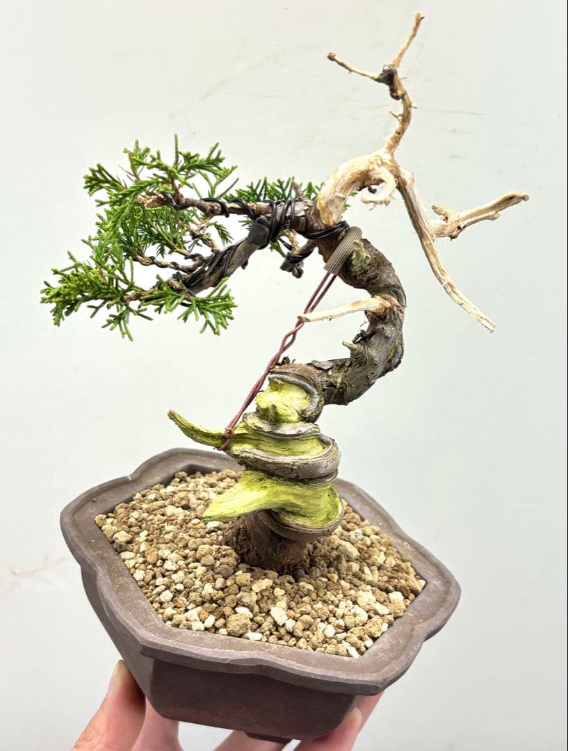 g*m様 糸魚川真柏盆栽【オークション】‼️‼️