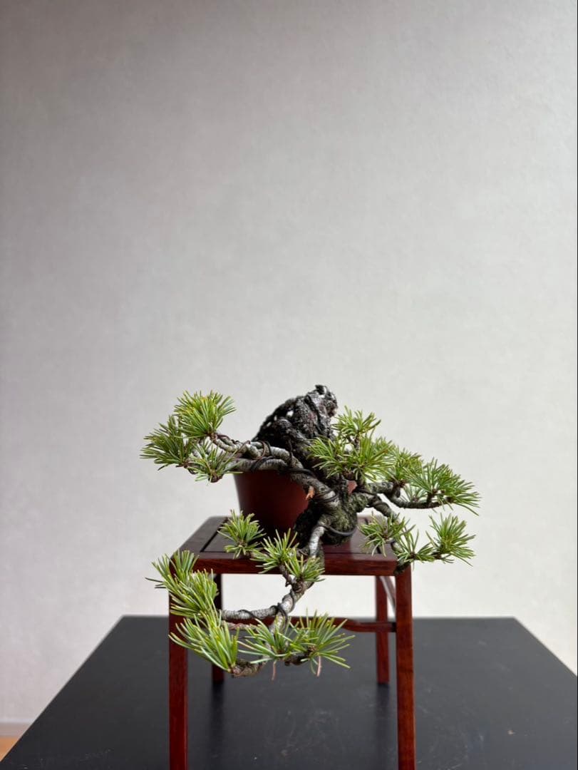 五葉松　盆栽　葉性抜群　小品盆栽　手のひらサイズ