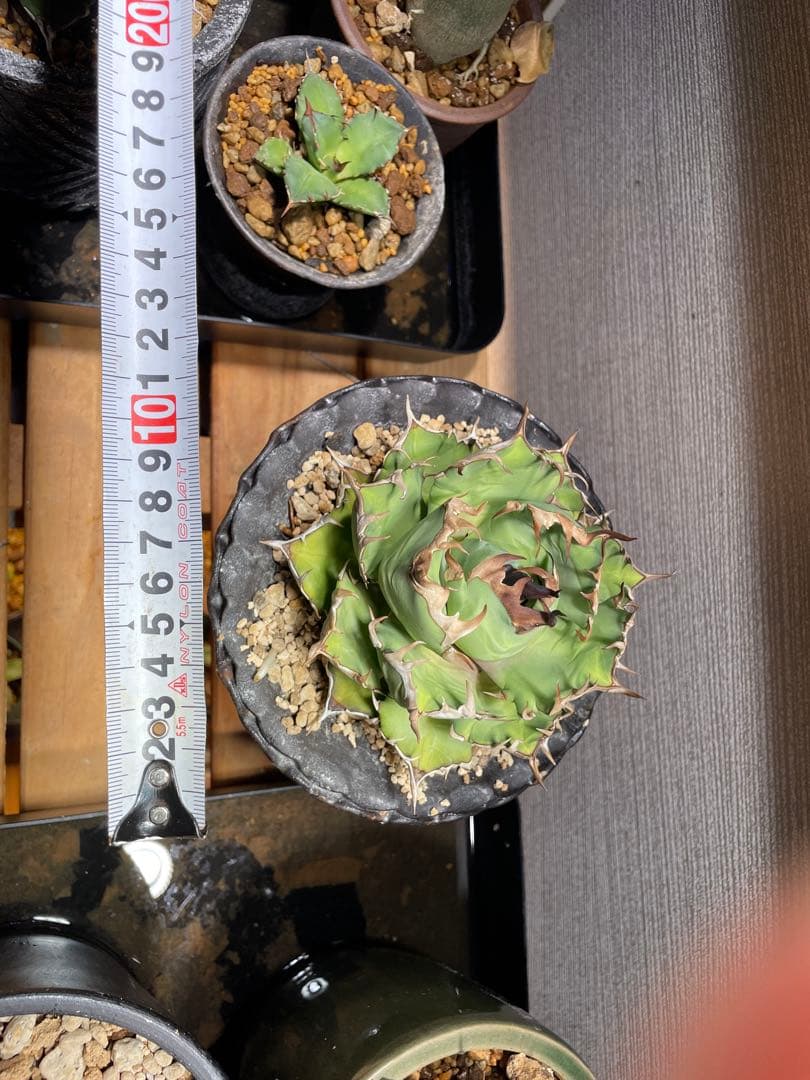 アガベ姫厳龍(親株.植木鉢付き)