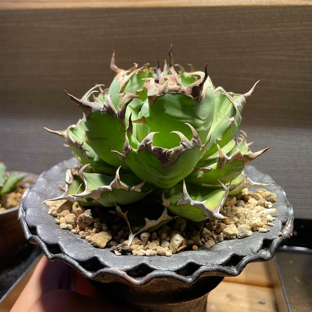 アガベ姫厳龍(親株.植木鉢付き)