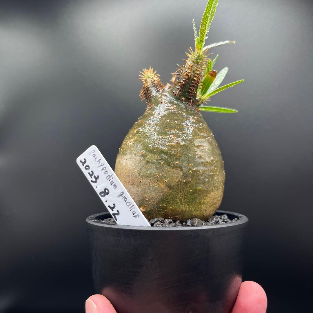 パキポディウム　グラキリス手乗りサイズ緑肌　安心発根済