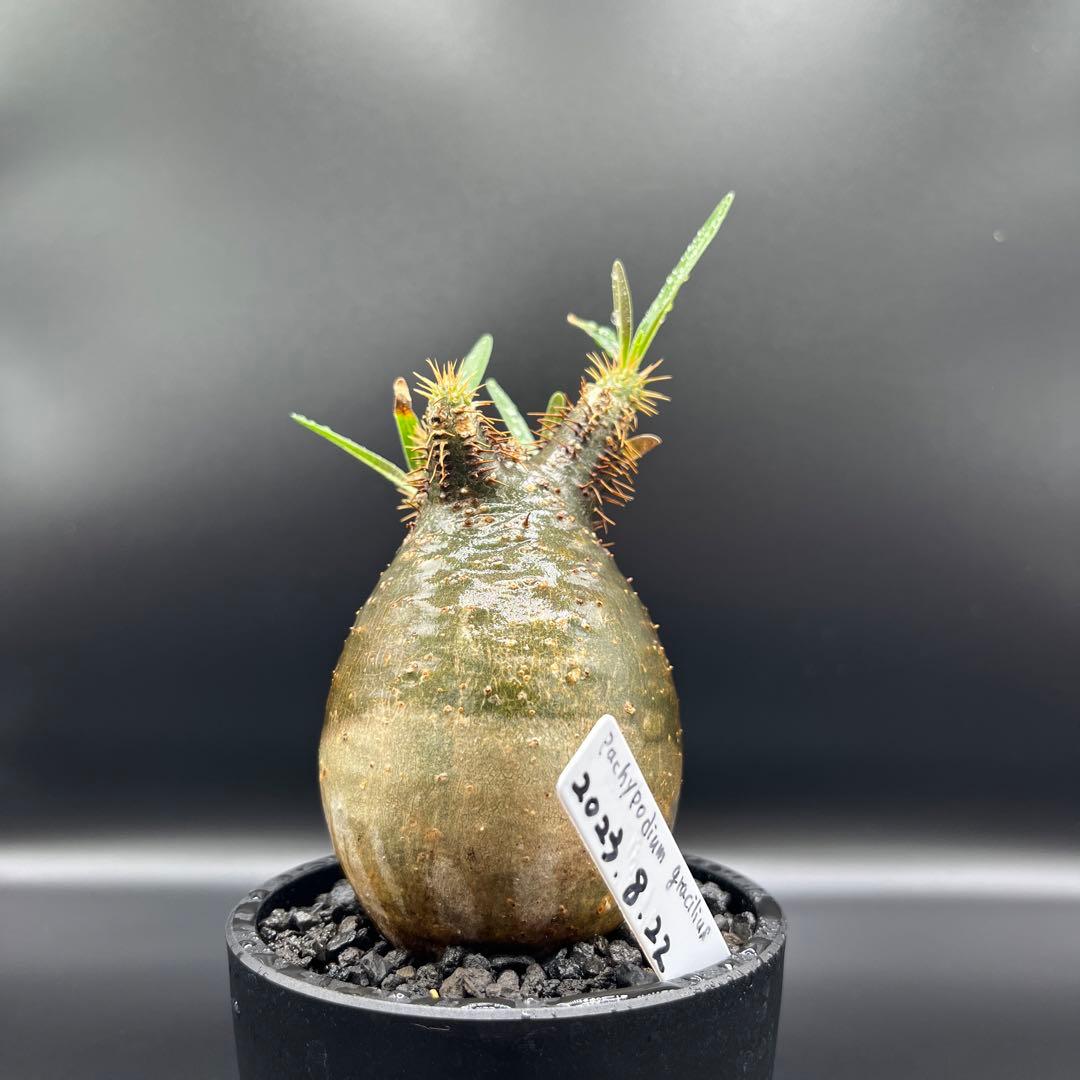 パキポディウム　グラキリス手乗りサイズ緑肌　安心発根済