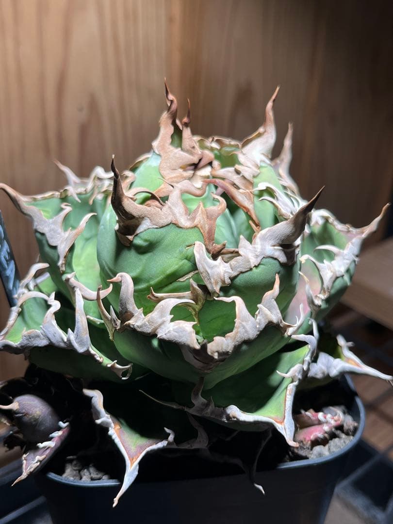 アガベ チタノタ シーザー 凱徹 台湾産