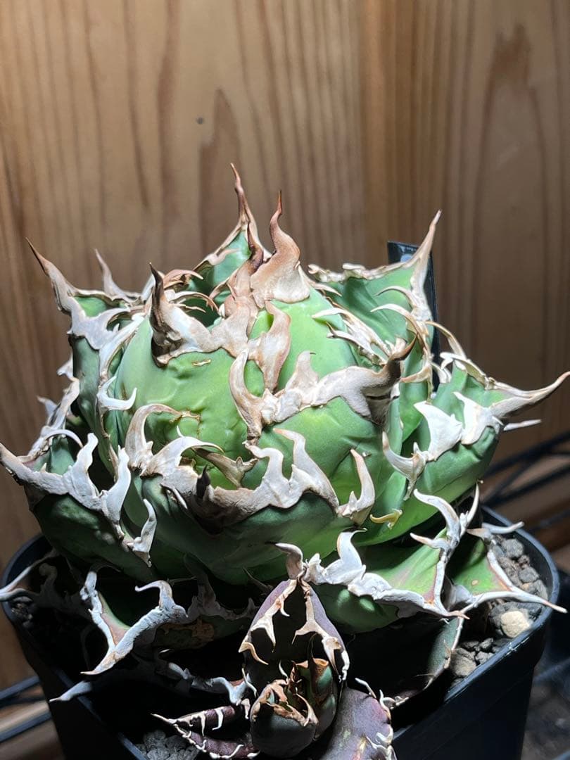 アガベ チタノタ シーザー 凱徹 台湾産