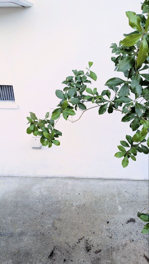 しなやかに。力強く。山採りアセビ。