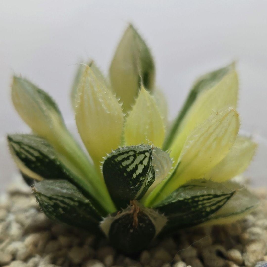 一時休止★多肉植物　ハオルチア　桜蘭錦