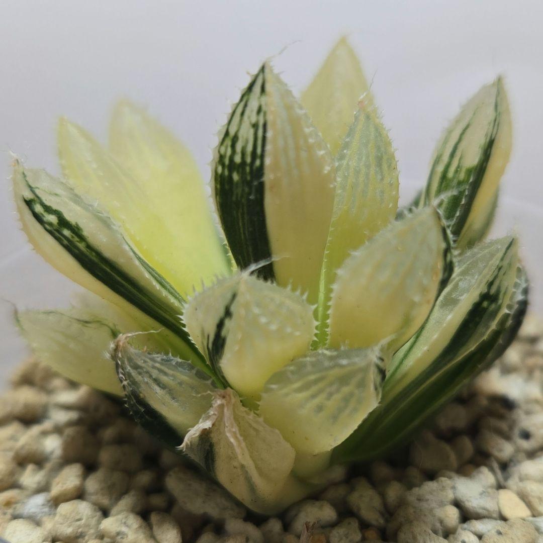 一時休止★多肉植物　ハオルチア　桜蘭錦