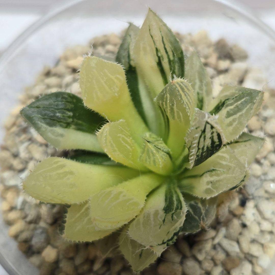 一時休止★多肉植物　ハオルチア　桜蘭錦