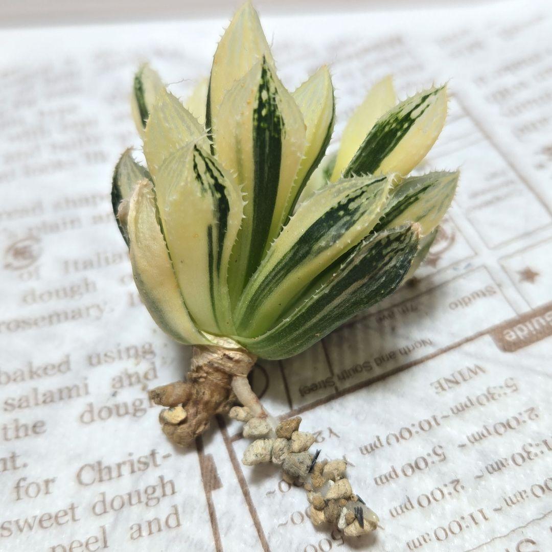 一時休止★多肉植物　ハオルチア　桜蘭錦