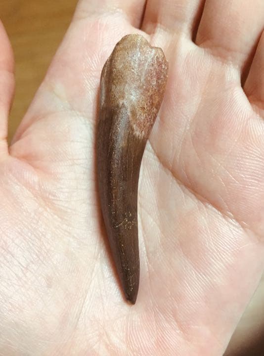 首長竜 プレシオサウルスの歯 化石 恐竜