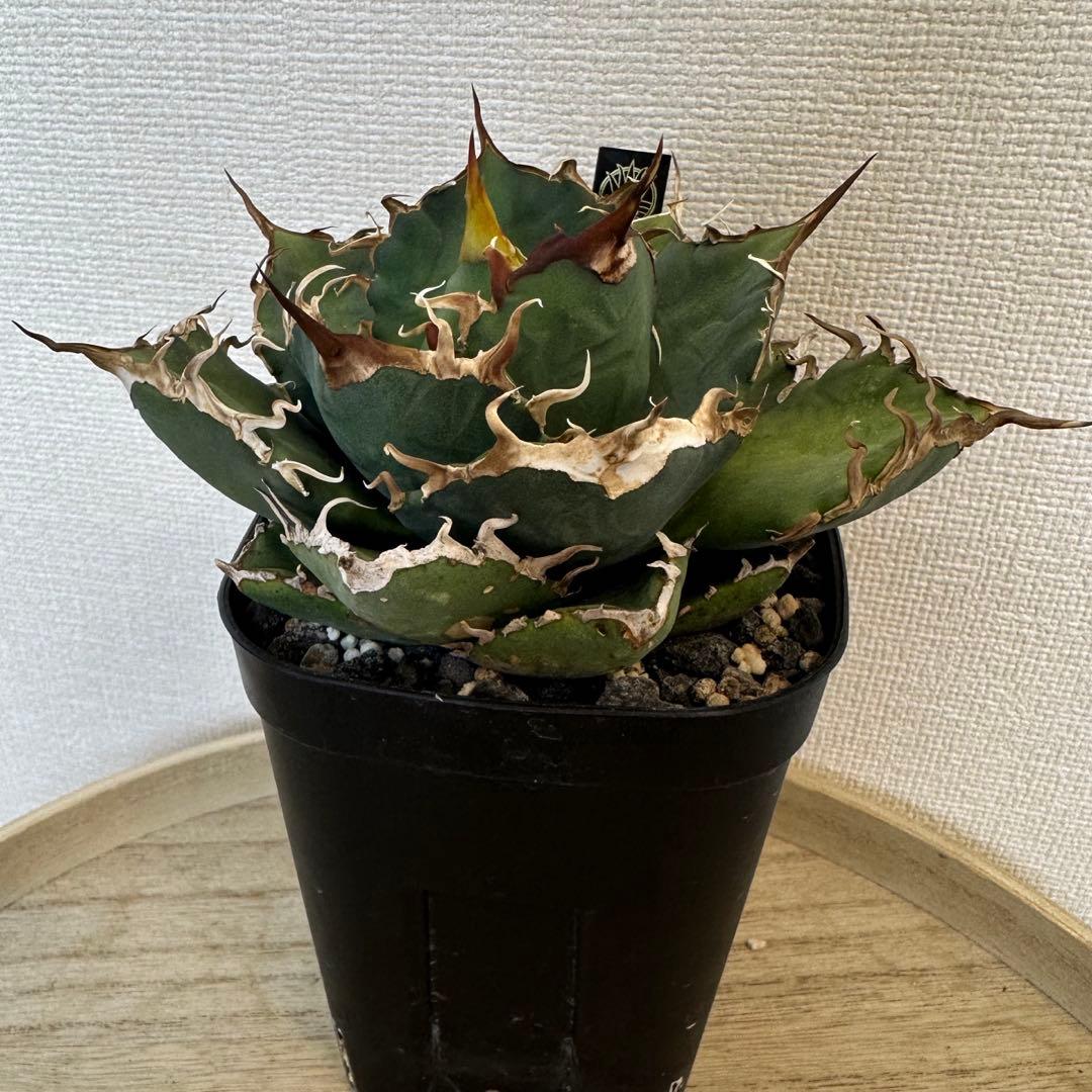 アガベ　dennis020