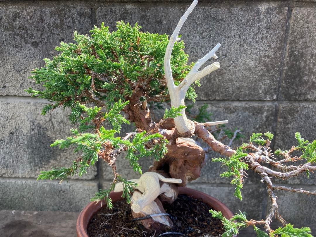 真柏荒木（盆栽素材）