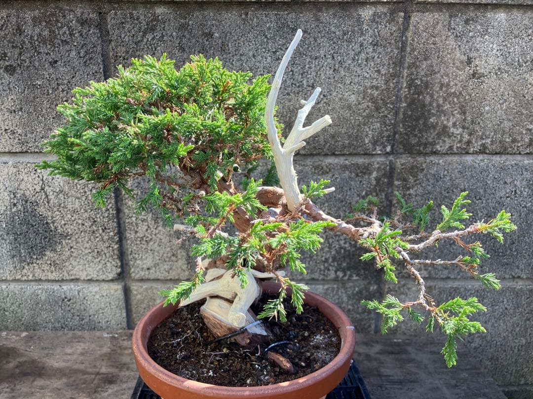 真柏荒木（盆栽素材）