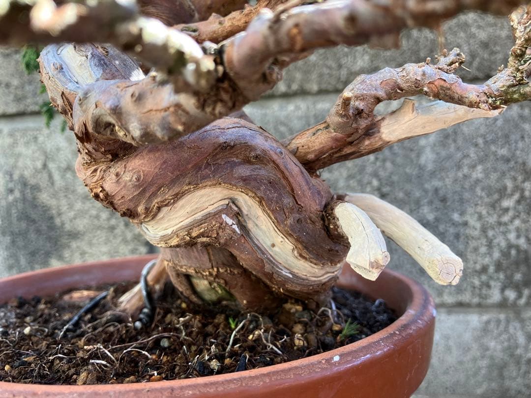 真柏荒木（盆栽素材）