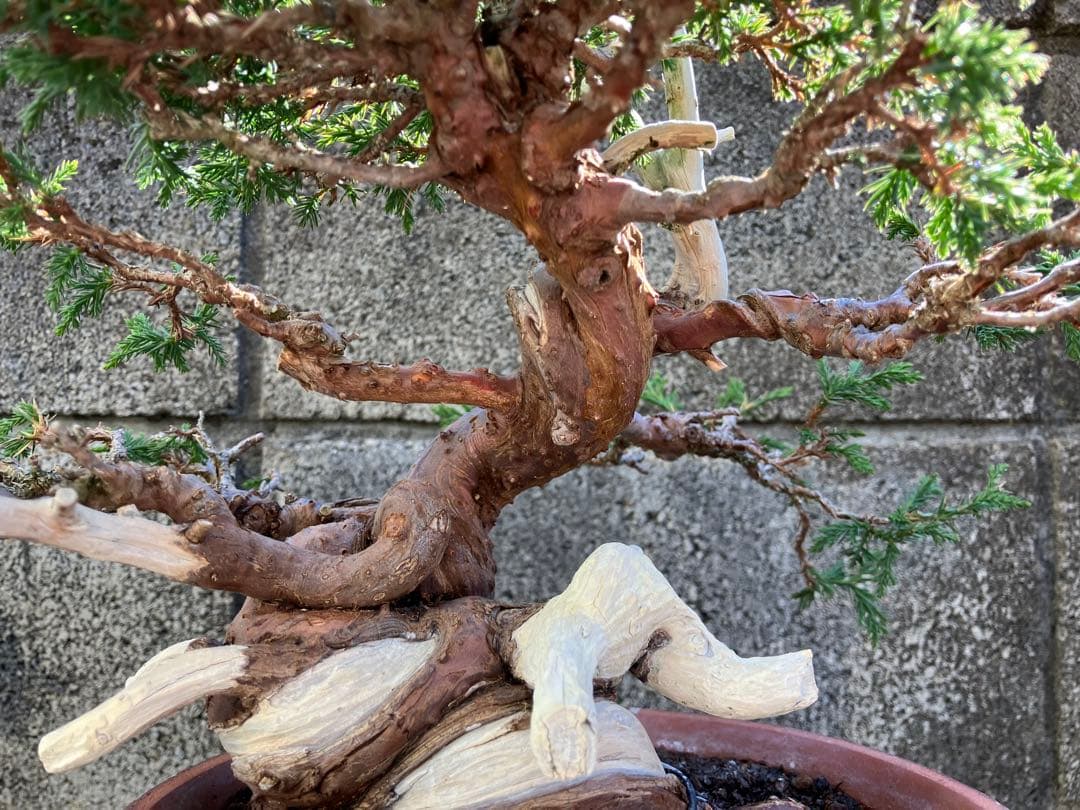 真柏荒木（盆栽素材）
