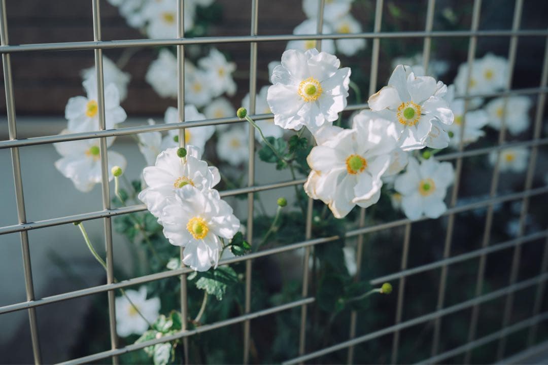 Nikon NIKKOR Z 40mm F2 作例あり