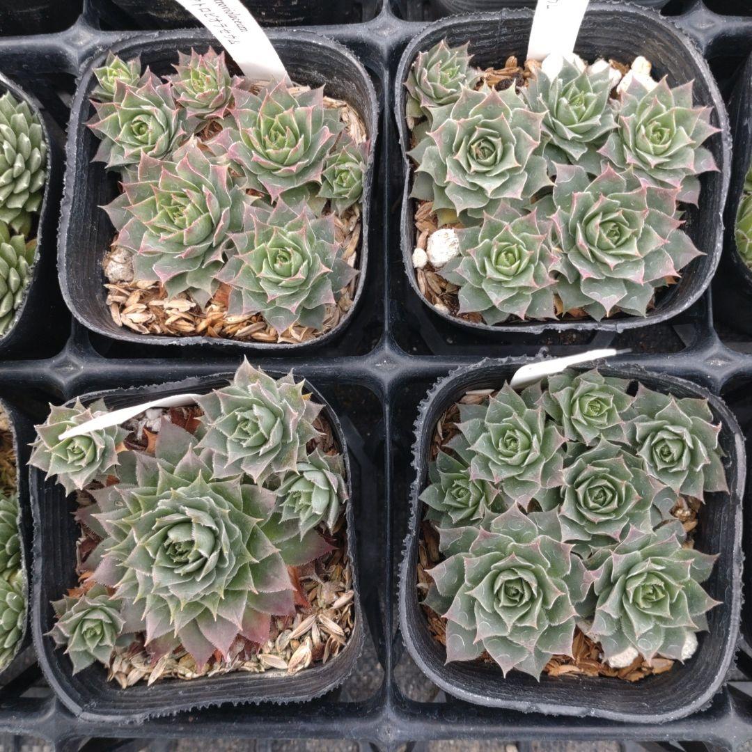 1ポット410円〜 センペルビウム26年1月 その2