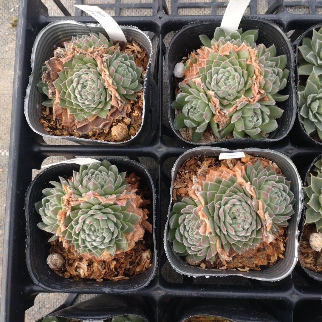 1ポット410円〜 センペルビウム26年1月 その2