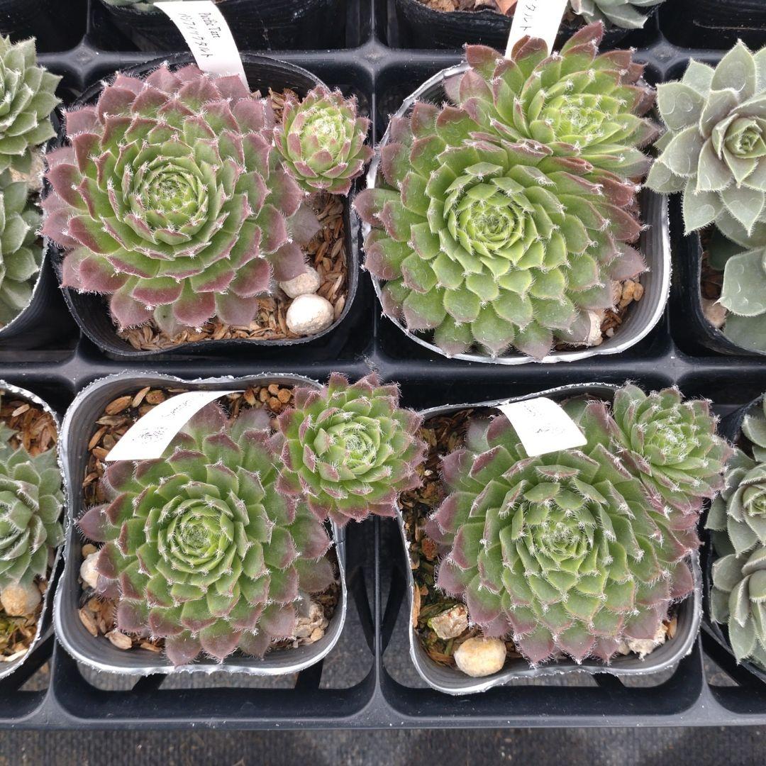 1ポット410円〜 センペルビウム26年1月 その2