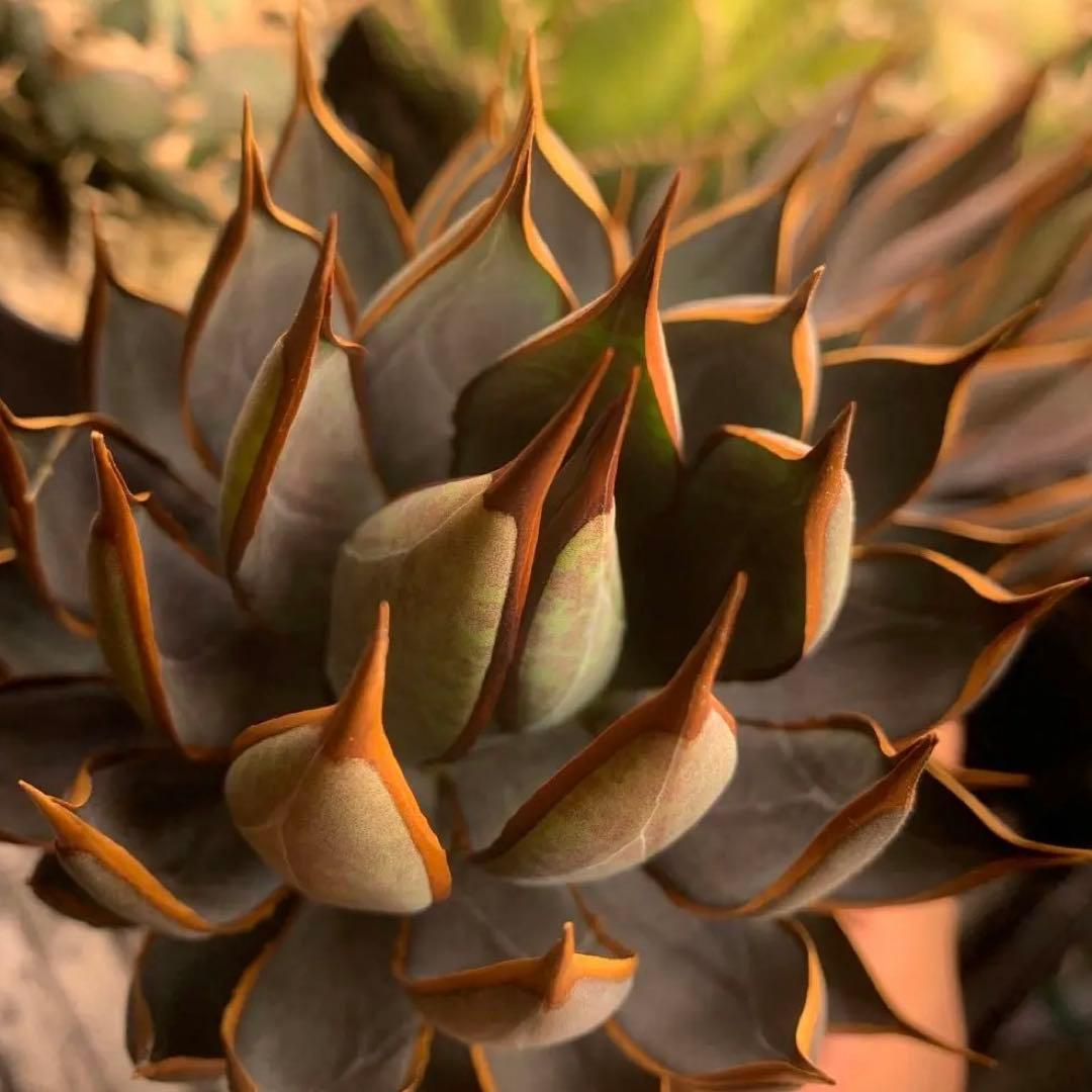 アガベ ハイブリッド　プレイングハンズ US株 親株　中株　マンガベ　良型