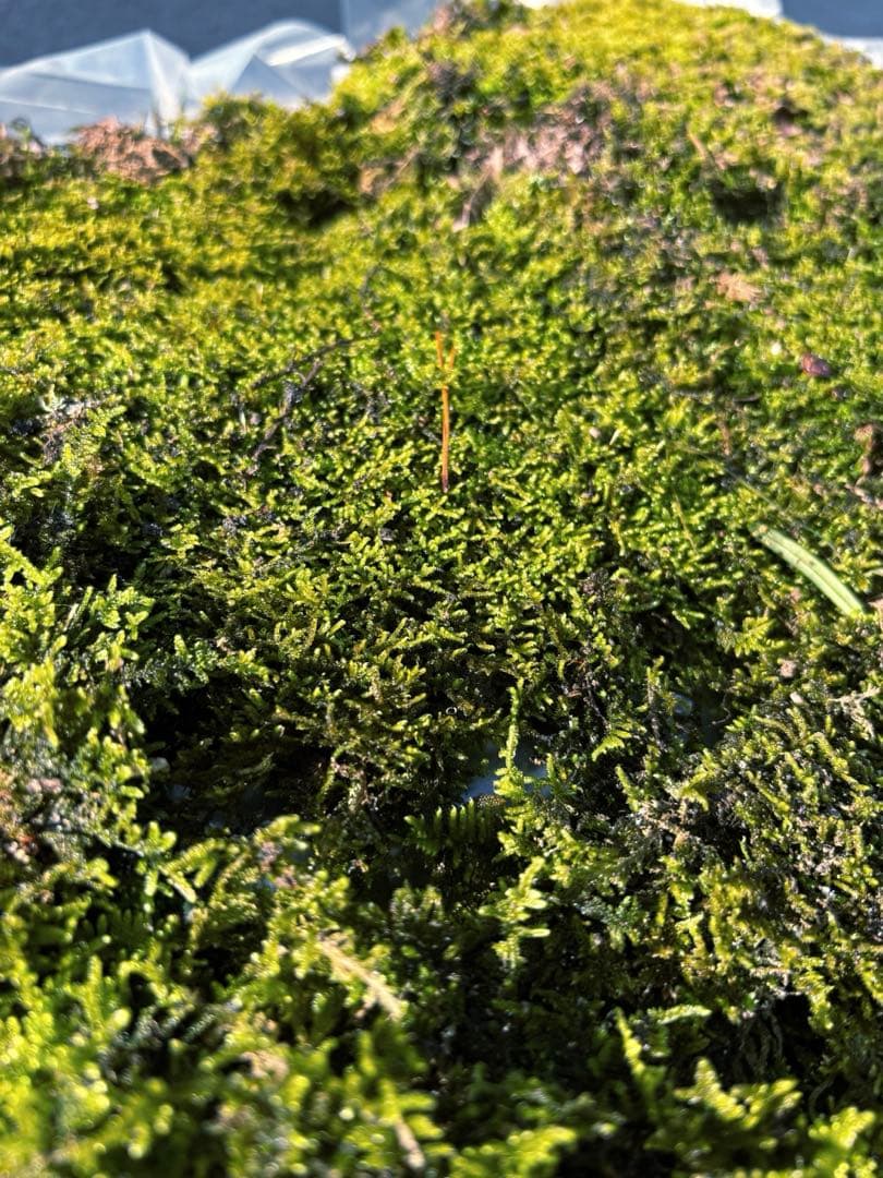 ハイゴケ　40㎝✖︎30㎝　10枚