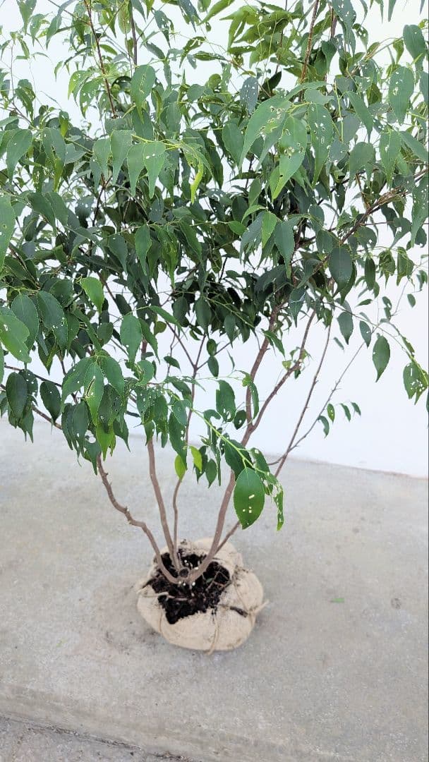 新春特価。山採りハイノキ。