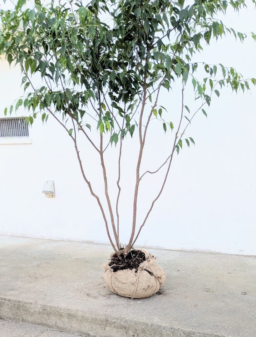 新春特価。山採りハイノキ。