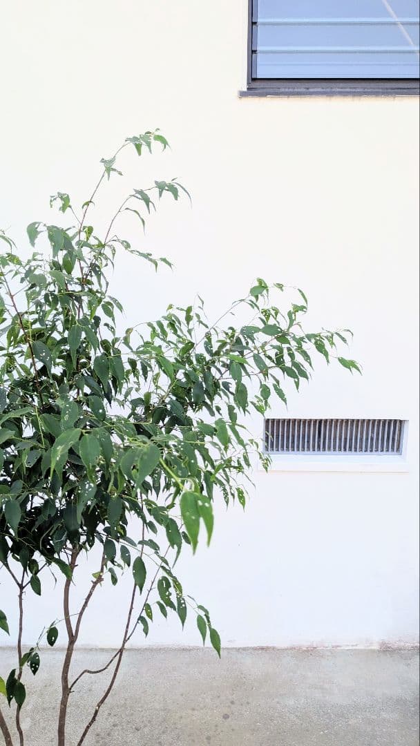 新春特価。山採りハイノキ。